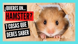 ¡7 COSAS que DEBES SABER ANTES de tener un HAMSTER!