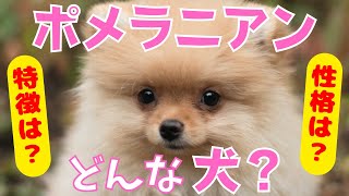 【徹底解説】ポメラニアン の特徴・性格・飼いやすさなどを現役ペットショップ店長が教えます！