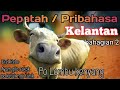 Peribahasa Kelantan Serupo Lembu Kenyang