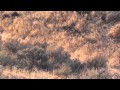 Somewhere in Nevada fast shooting chukar