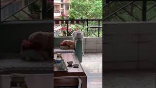 The daily exercise of the fat cat: just motionless!  😂#cute #funny #shorts