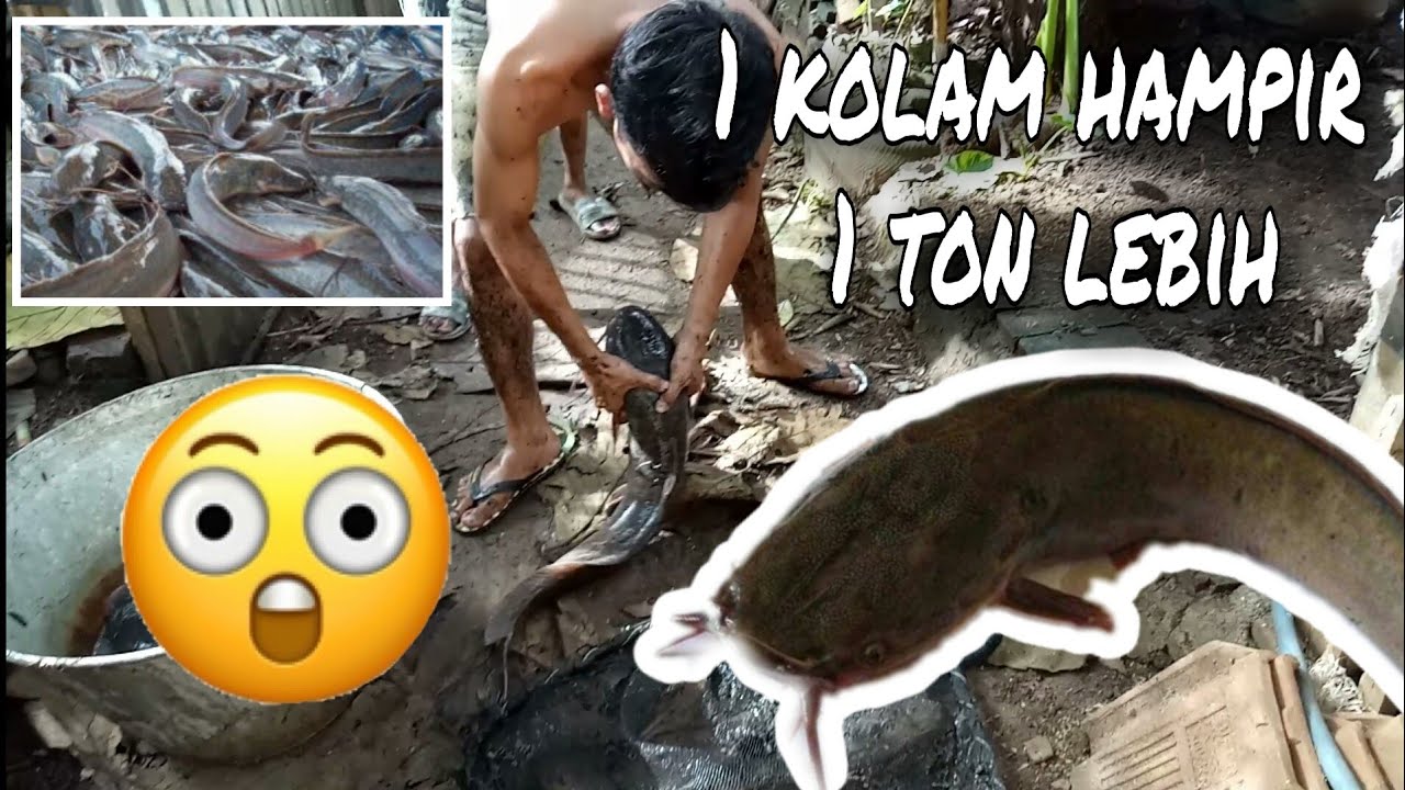 PANEN LELE DI BELAKANG RUMAH 