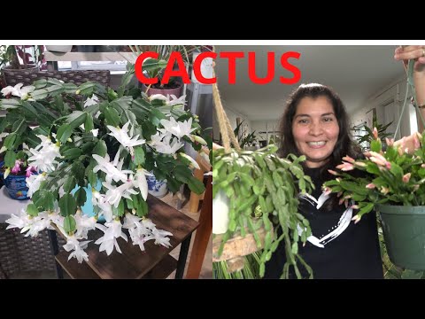 Video: Razones para la caída de capullos de cactus de Navidad: ¿Por qué mis cactus de Navidad caen capullos?