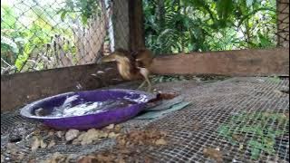 ini dia makanan Utama Burung Bambangan Ternak! Koleksi Terbaru & Cara Merawatnya