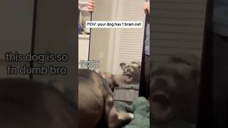 POV Your DOG Has AONE BRAIN CELL 🐶🧠#shorts