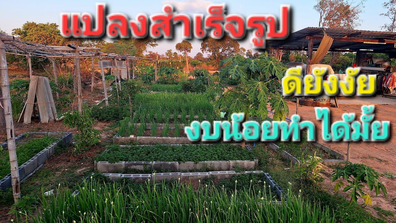 ทำไมต้องทำแปลงสำเร็จรูป มีข้อดีอย่างไร #แปลงผักแบบประหยัด