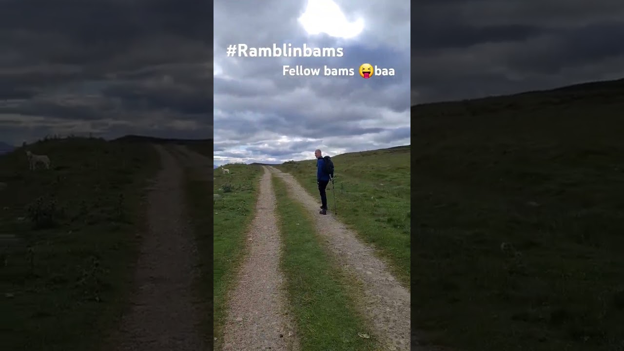 Beinn A'Ghlo - the trek back to the tent found some fellow Ramblingbams 🐑