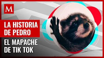 ¿De dónde surgió ‘Pedro, Pedro, Pedro’? El mapache que conquisto TikTok