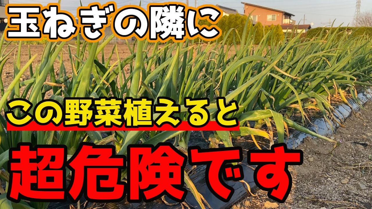 相性最悪！【玉ねぎ】の隣に植えるとデメリットが多い野菜を紹介します