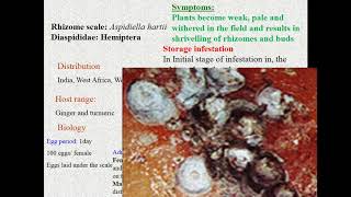 How to control Pests of Turmeric and Ginger - KTv & SS - RVSAC screenshot 5