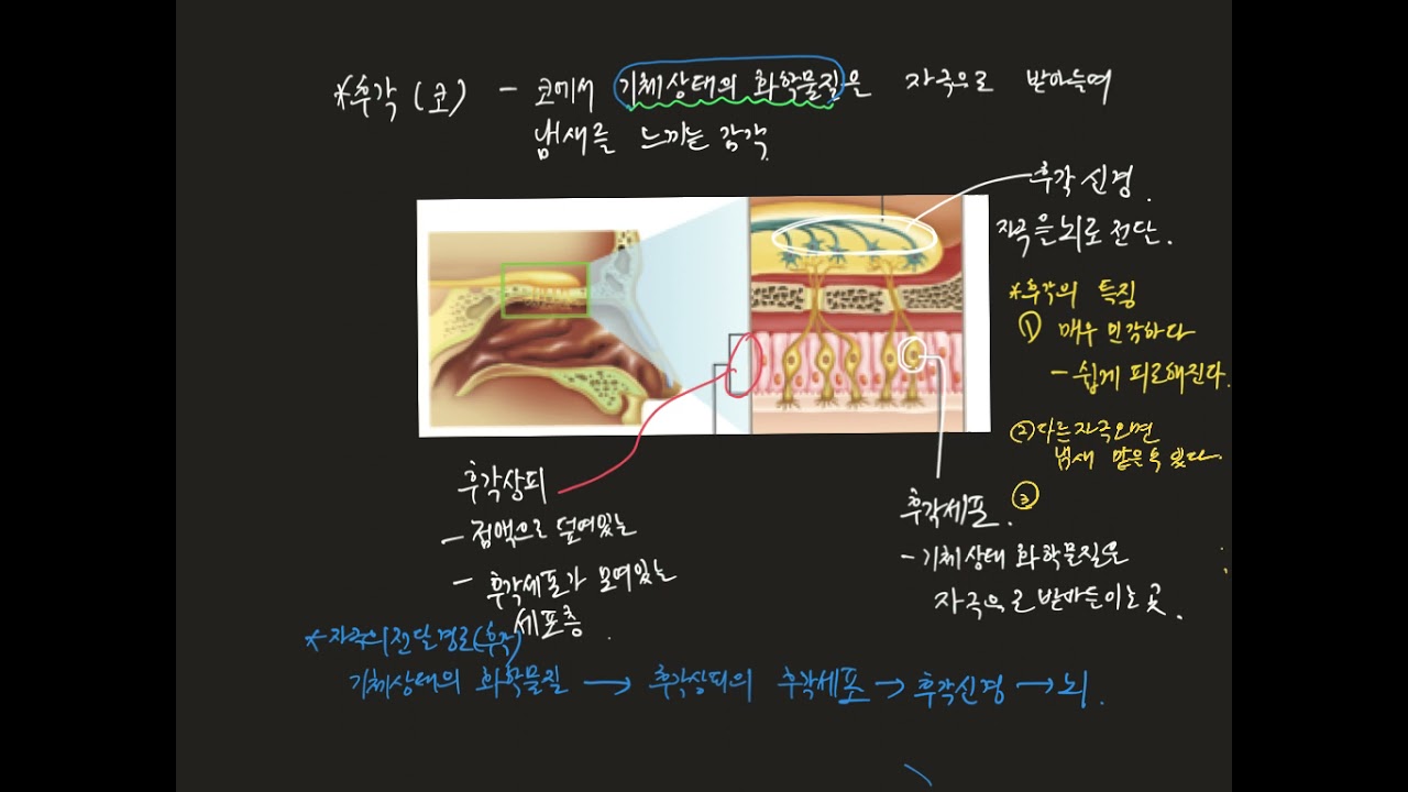 중3과학 후각과 미각 - YouTube