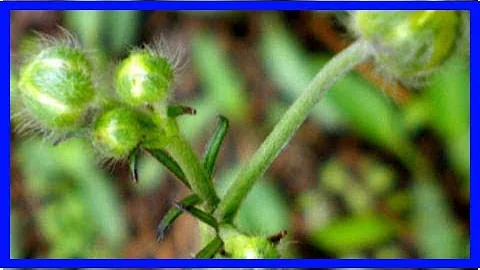 猫爪草：清热化痰、散结止痛 - 天天要闻
