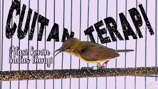 Download Lagu Konin betina emosi terapi konin jantan biar mudah gacor dan birahi bongkar materi 99 MP3