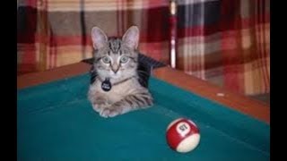 warning you may get heart attack from laughter best funny fail animal videos compilation