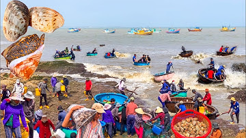 Ngư Dân Liều Mình Lặn Nước Sâu Kiếm Tiền | Ghe Ốc Bạch Tuộc Cảng Phan Rí Cửa