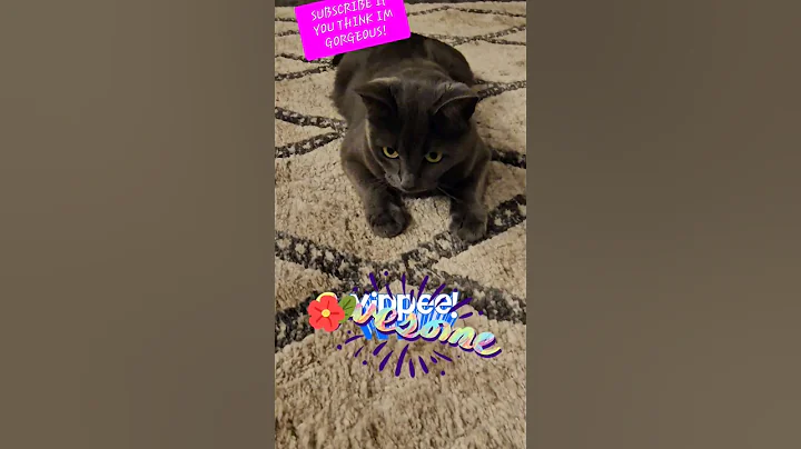 Video 8714191: russian blue playing, cats cutecats kitty catlover, cats catlover kitty cute, catlover kitty cute love, catlover adorable cutecat