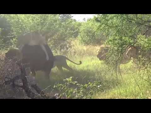 Eaten Alive Gruesome Youtube