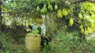 Harvesting chayote and bringing it to the market to sell in heavy rain - Msyang