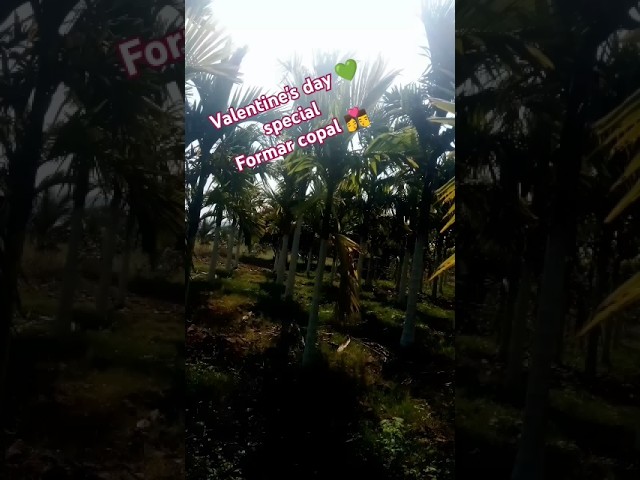 Valentine's day special video #formar copal #song #music