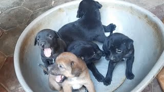 Take care & Removes millions Tlckss for 5 adorable puppies ❤️❤️
