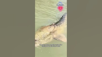 Đi Câu Cá Gặp Cá Trê khùng #fishing #amazing #cauca365 #short