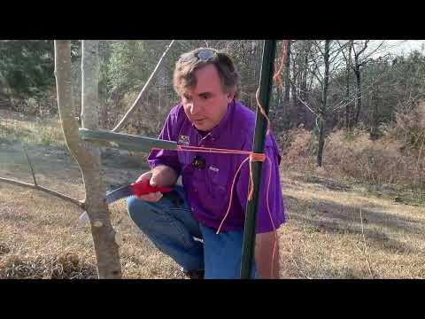 How to Prune 2 to 3-year-old Fruit Trees