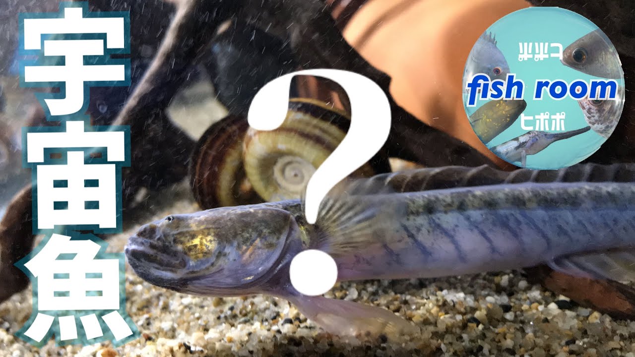 珍魚ドラゴンフィッシュの魅力 Youtube 珍魚ドラゴンフィッシュの魅力 Youtube