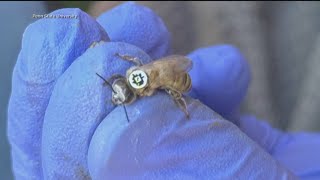 Celebrity Bees wear tiny QR codes to track movements Profile