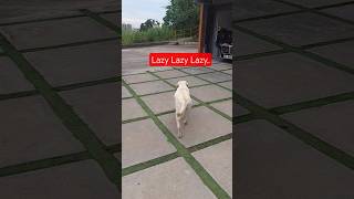 Download Lagu She not in the mood to fetch  today. #labradorpuppy #labradorretriever #doglove #doggielife MP3