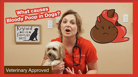 What causes Bloody Poop in Dogs? | Veterinary approved - DayDayNews