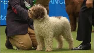 Best of Breed, Gundog Group|SPANISH WATER DOG|(2017-2022)