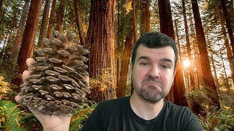 A First Look at RedwoodJS w/ Anthony Campolo