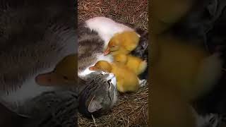 INCREDIBLE Cat ADOPTS 3 Cute BABY DUCKLINGS!! So Adorable!#shorts