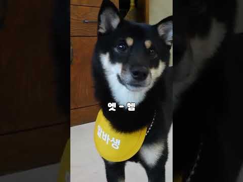 미용실 알바생일 수 있는 거임? 강아지도? #shorts