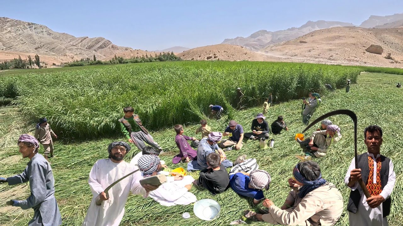 Part2:The Art of Cutting Grass with 'Das Chapchi' in Dara-e-Suf | هنر درو علف با داس چپچی در دره‌صوف