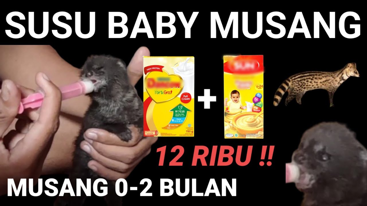 SUSU BABY MUSANG BAGUS DAN BIKIN GEMUK HARGANYA MURAH BANGET !!!