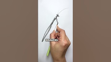 The BEST Way to Draw a REALISTIC Praying Mantis #drawing #art #sketch #insectdrawing
