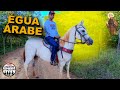 Égua Árabe - Volta a Cavalo com a  Família -