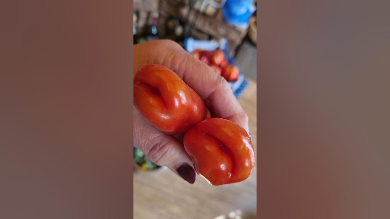 Помидоры "ЖИГОЛО"!🍅#Дача #огород #томаты #помидоры #жиголо # ...