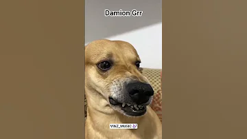 Dame Un Grr Damion Grr 