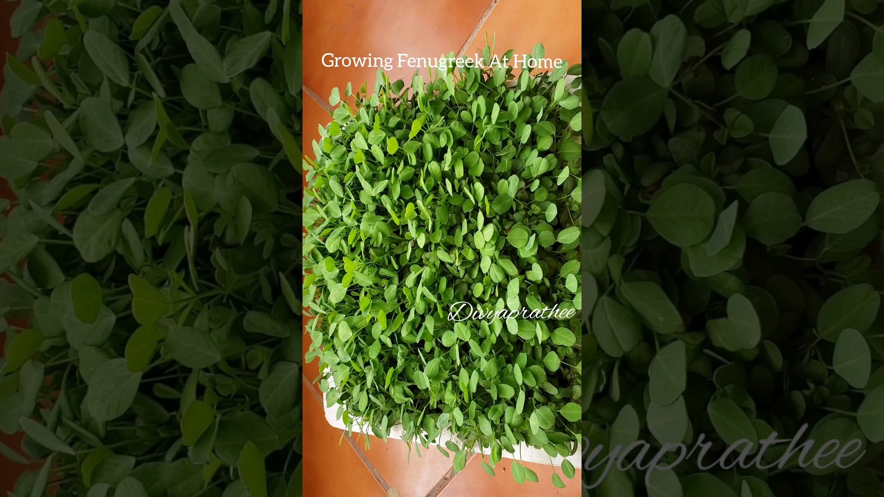 How grow fenugreek at home/how to grow methi at home in soil/home garden/herb growing 