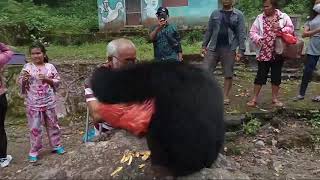 Salut kepada bapak ini..  beri makan siamang pakai tongkat...