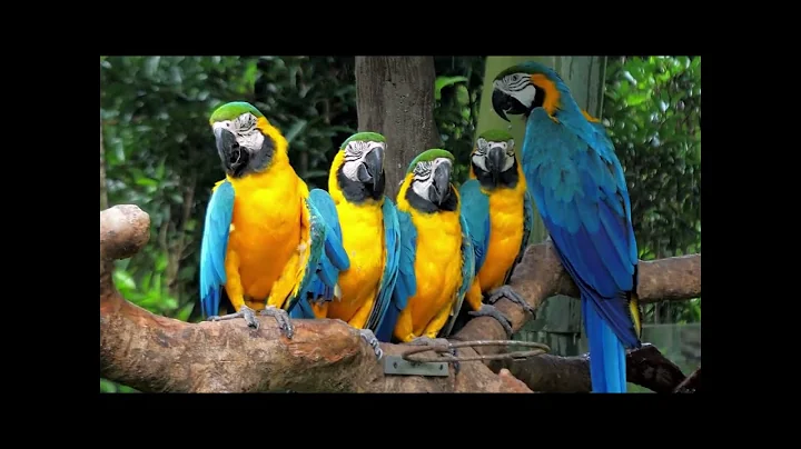 Top 10 Most Expensive birds in the World | Birds | Most Beautiful Macaws on Planet Earth