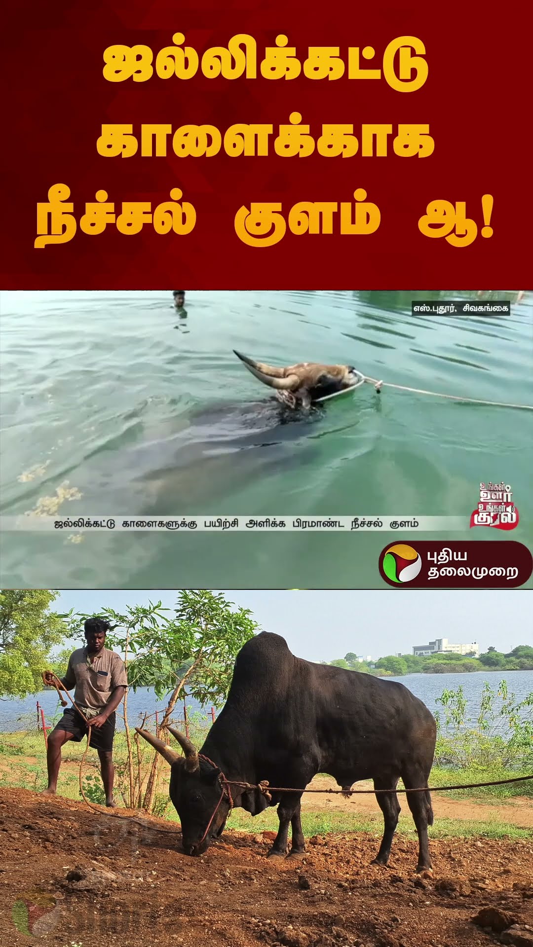 ஜல்லிக்கட்டு காளைக்காக நீச்சல் குளம் ஆ! | #sivaganga | #swimmingpool | #jallikattu | #shorts