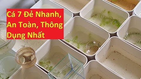 Những Cách Cho Cá 7 Màu Đẻ Thông Dụng Dễ Làm