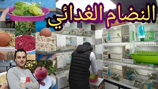 النضام الغذائي الاسبوعي لطيور الحب #البادجي_عشق Best diet for birds