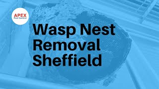 Was Nest Removal Sheffield | Apex Pest Control