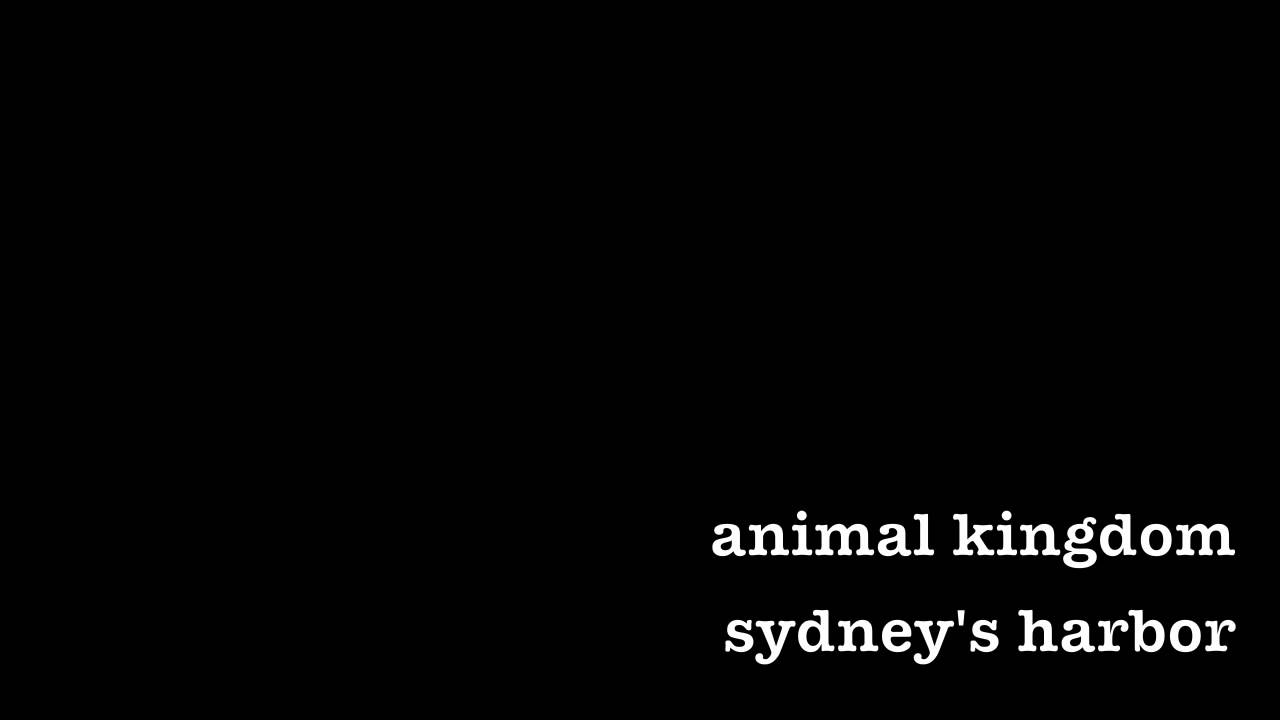 animal kingdom sydney's harbor YouTube