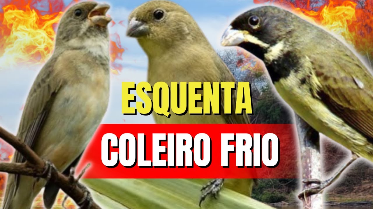CANTO DO COLEIRO TUI TUI PRERFEITO COM PIADO DE FÊMEA DE COLEIRO PARA ESQUENTAR COLEIRO TUI TUI