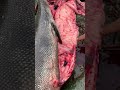 Таймень 30 кг на спиннинг 🎣вместе с Tokko.river.village